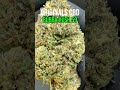 Bubba Kush 59 CBD Hemp Flower - Originals CBD #cbd #cbdflower #hempflower