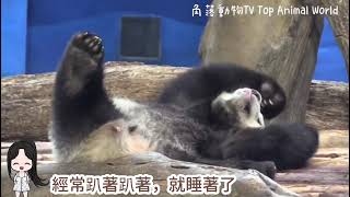 【精彩1分鐘回顧】剛睡醒的圓寶迷迷糊糊,在樹幹上下不去,圓圓看到主動靠過來要幫忙,真的是溫柔好媽媽|熊貓貓熊The Giant Panda Yuan Yuan and Yuan Bao|台北市立動物園