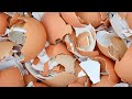 You Will Never Throw Away Eggshells After Watching This