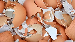 You Will Never Throw Away Eggshells After Watching This
