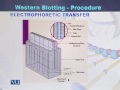 BIO301 Essentials of Genetics Lecture No 250