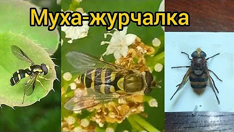 Муха журчалка. Интересная информация о насекомом