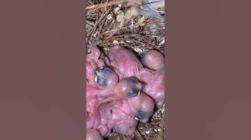 Java Sparrow Chicks in Bird Nest | Birds #javasparrow #birds #bird