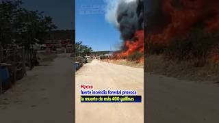 Fuerte incendio forestal y estructural en el poblado de El Hongo municipio de Tecate, México