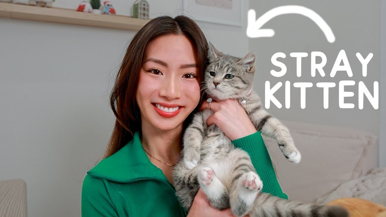 i-adopted-a-stray-kitten-youtube
