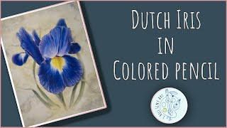 Colored Pencil Drawing of a Dutch Iris Flower