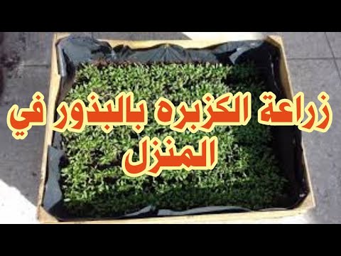 زراعة الكزبره في المنزل من البذور اسهل طريقه علي اليوتيوب