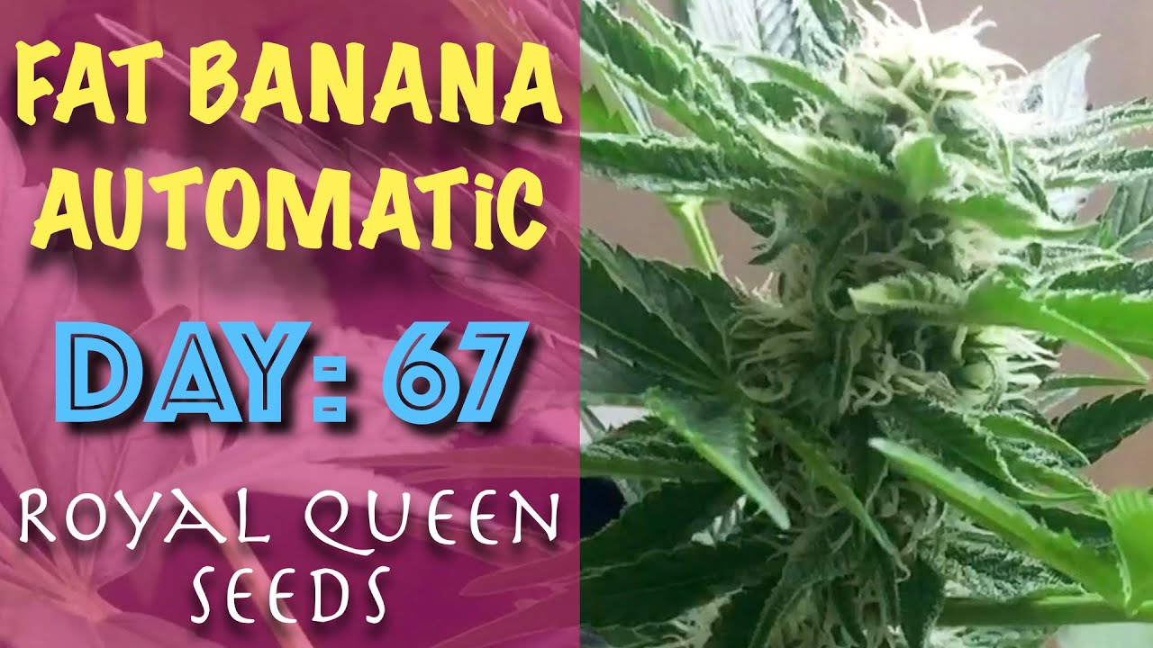 [ Day: 67 ] Fat Banana Automatic - Windowsill Grow 2020 | ROYAL QUEEN SEEDS