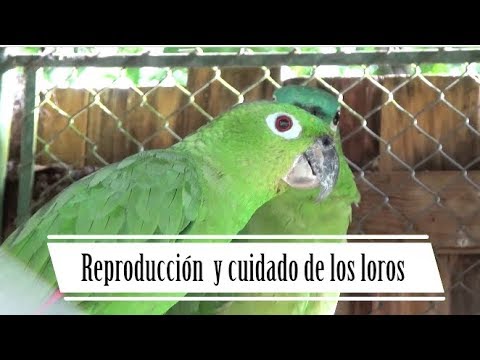 Reproducción y Cuidado de los loros
