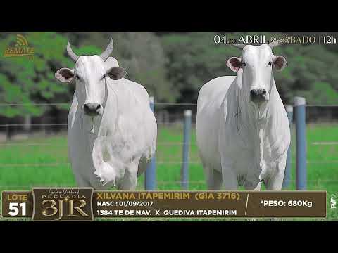 LOTE 51   GIA 3768 e GIA 3716