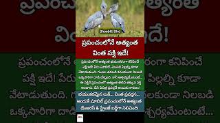 #Shoebill#BirdFacts#Wildlife#AnimalFacts#TeluguShorts#GKFacts#ViralVideo
