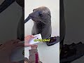 This seal gave its owner a birthday present 😊🎁