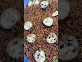 Superworms #short #superworm