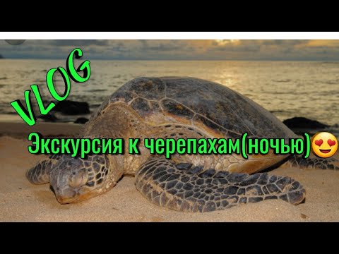 ЭКСКУРСИЯ НОЧЬЮ,НАБЛЮДЕНИЕ ЗА ЧЕРЕПАХАМИ/ ОТДЫХ НА КАБО ВЕРДЕ ОСТРОВ САЛ