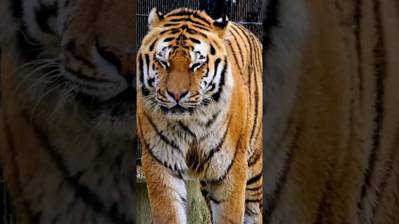 “The Tiger Mentality 🐅 | Unstoppable Motivation” 