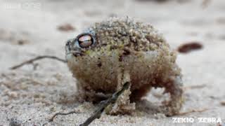 Angry Frog Goes AHHHHHHH