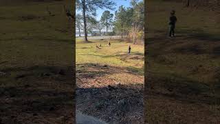 Child Fixated on Catching a Goose