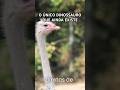 O ÚNICO DINOSSAURO AINDA VIVO #curiosidades