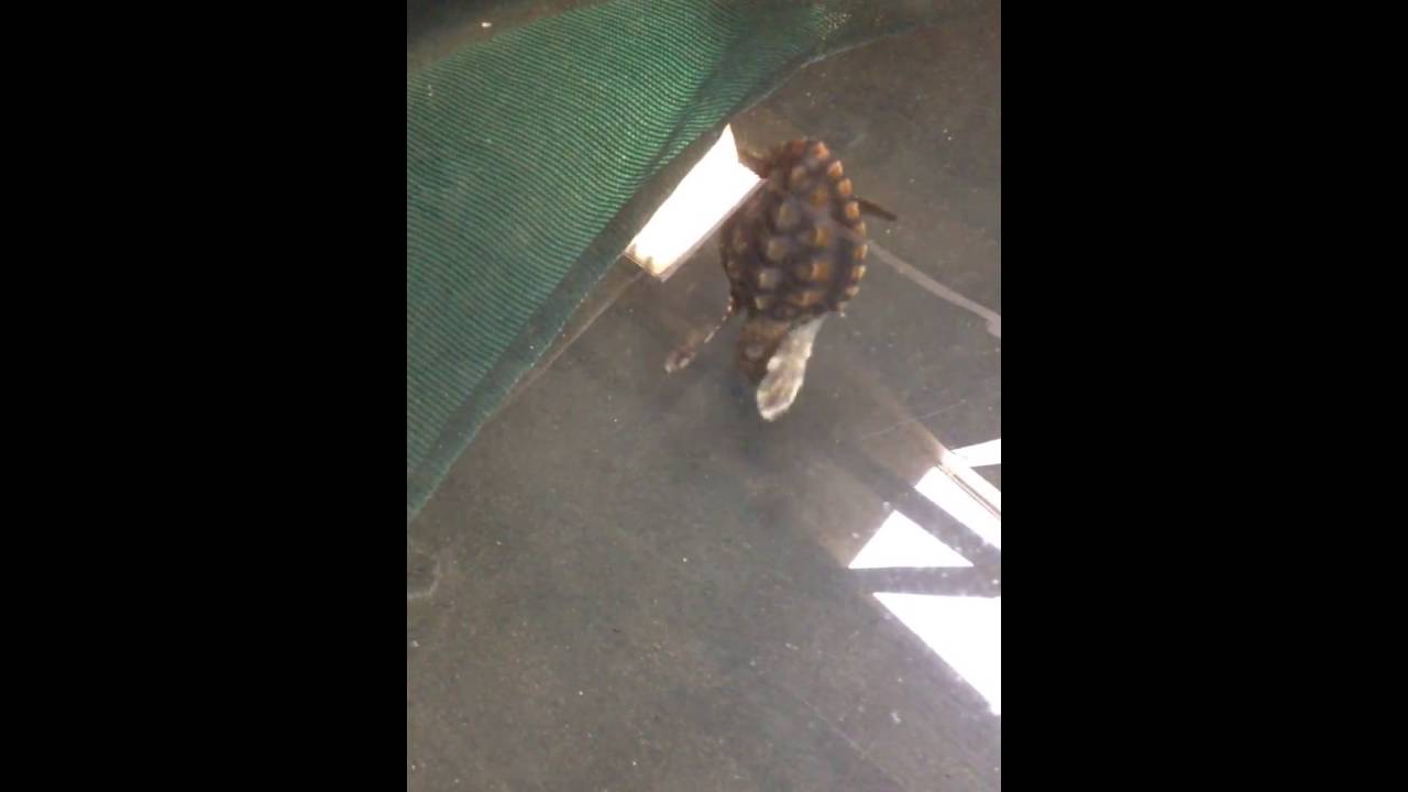 baby turtles for sale uk Now that Glory is safely home in the Gulf Stream | Sea Turtle
