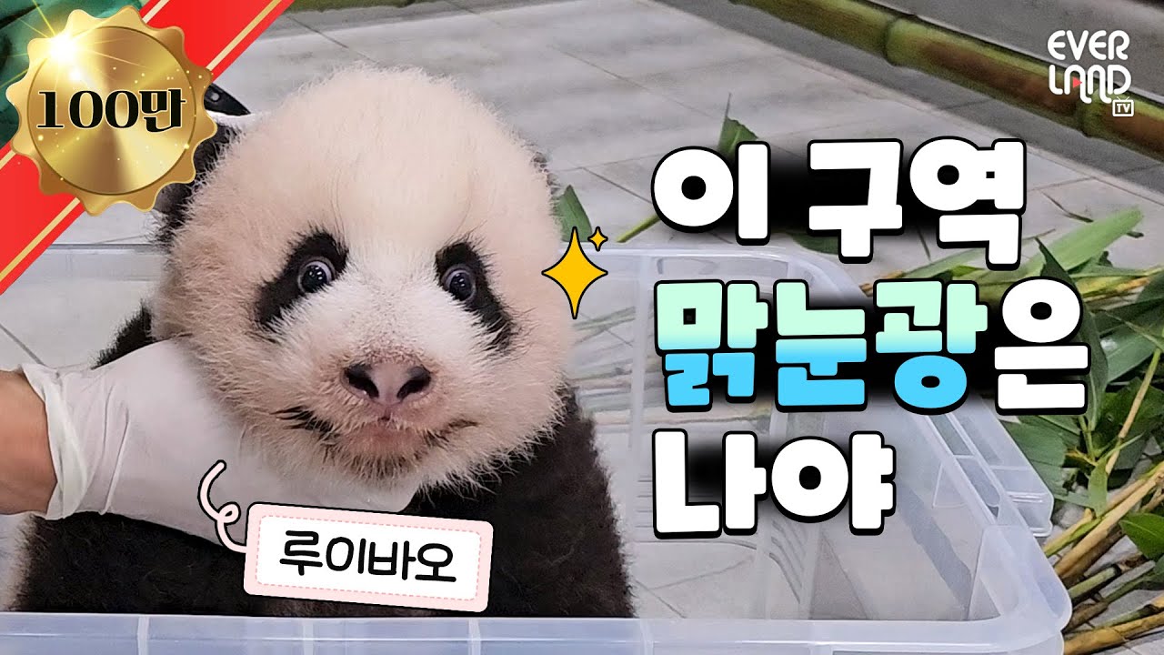 [ENG] 벌써 이름 알아듣는 천재 아기판다 🐼 #루이바오 #후이바오 🐼│#판다와쏭 #129