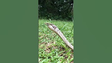 10 loài rắn nguỵ trang đỉnh nhất #shotrs #snake