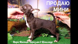  Мари Мистик Харизма в Шоколаде ВЕС 1,4 кг Др 22/06/2022 года +7 921 595 08 48 - 2 