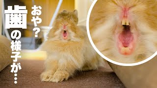 うさぎの歯が進む道を間違えてしまったNo.278