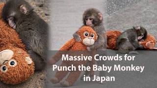 Download Lagu Viral Star! Punch the Baby Monkey Draws Crowds in Japan!! MP3