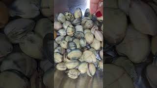 what do you call this kind of shells? #sounds #shorts