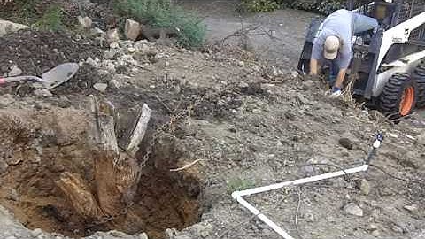 How to yank out a tree stump with a Bobcat Part 1