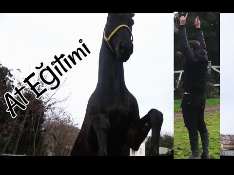 Video: Ata binmeden önce atını yalama