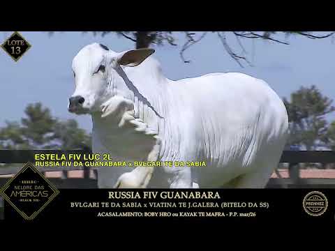 LOTE 13   RUSSIA FIV GUANABARA