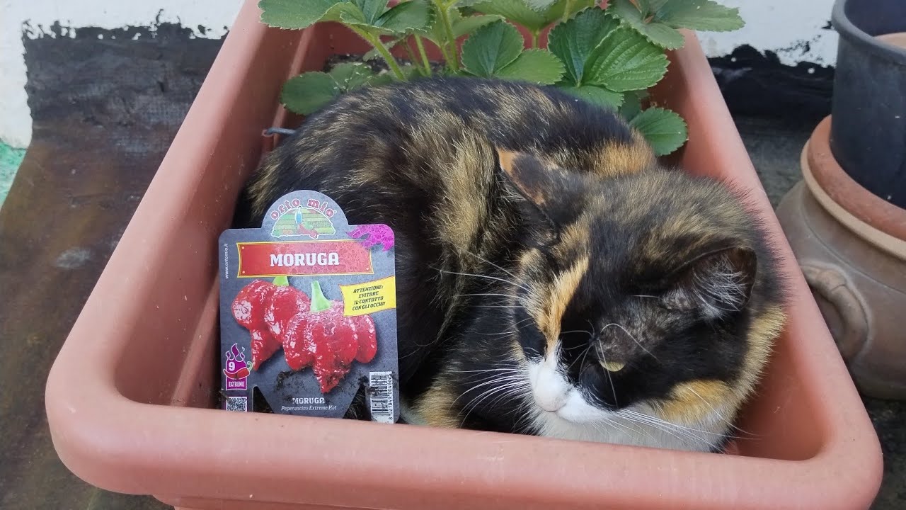 LA MIA GATTA INIZIA A PORTARE REGALI