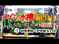 【60cmスリム水槽】メイン水槽立ち上げ２カ月経過報告♪【アクアリウム・水草水槽】