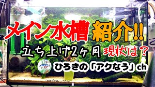 【60cmスリム水槽】メイン水槽立ち上げ２カ月経過報告♪【アクアリウム・水草水槽】