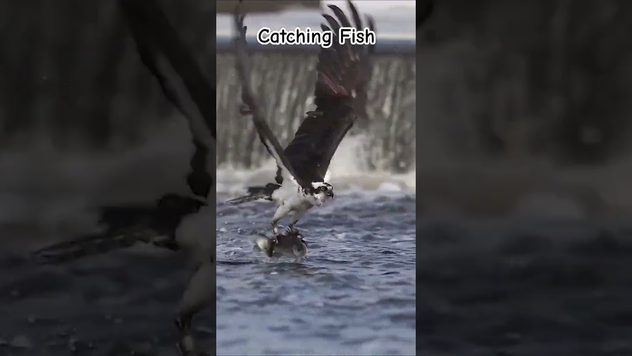 Catching Fish 🐟🐟 