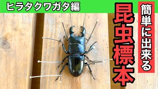 クワガタ標本の作り方 【初心者必見】