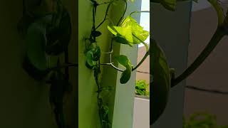 money plant home ☘️🌵