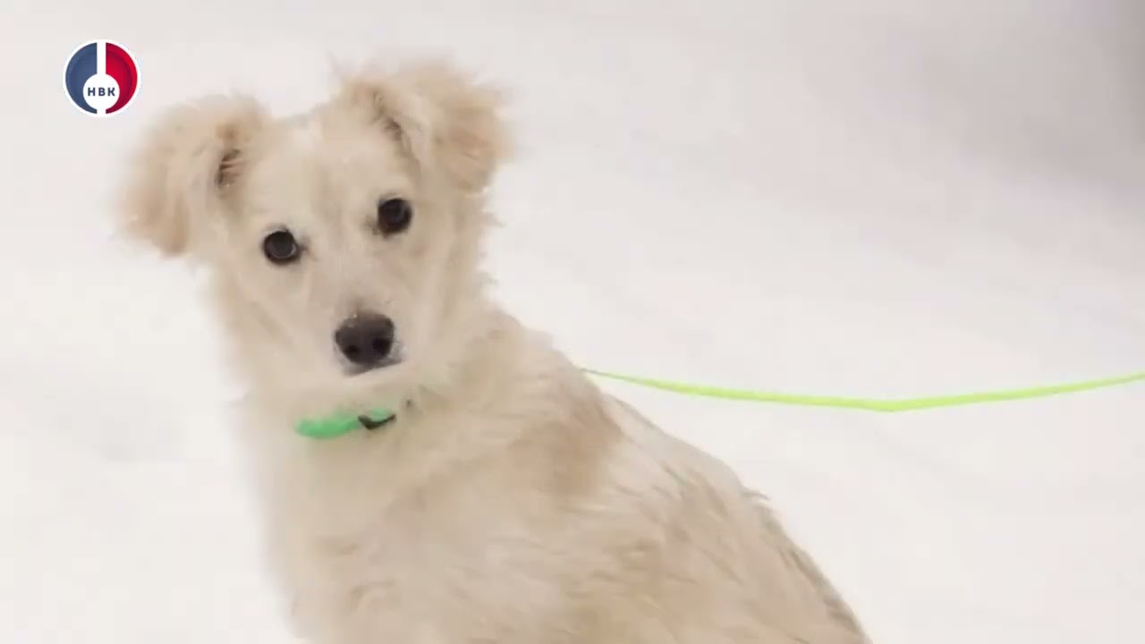 Подопечный Первоуральского Приюта ищет дом