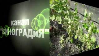 Виноградник 06.06.2020. Работаю с кустами.