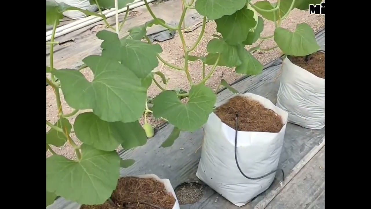 Bujang sukses tanam melon dengan polibag #jangkauanluassemuaorang #fypシ゚viral 