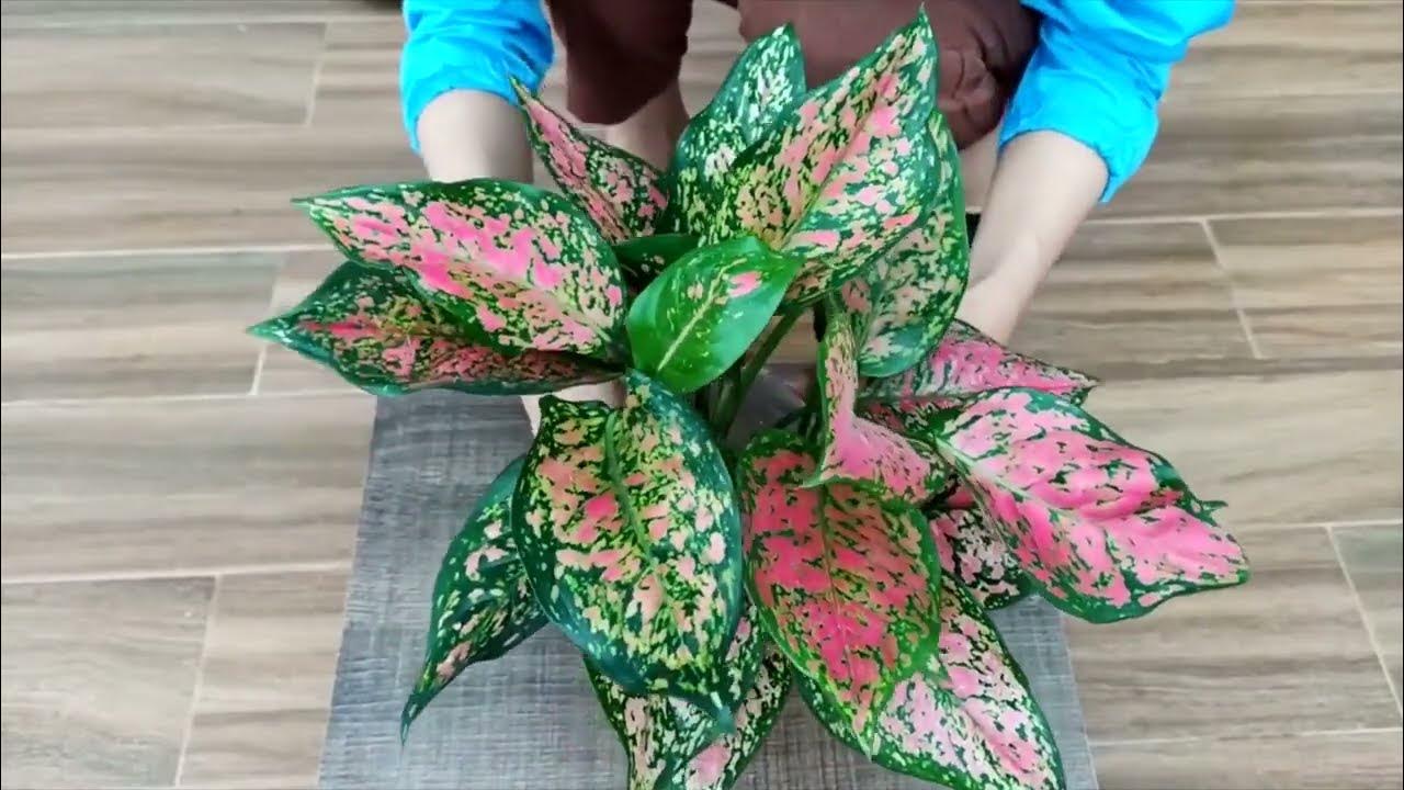 Aglaonema (Kolbenfaden) Pflege YouTube
