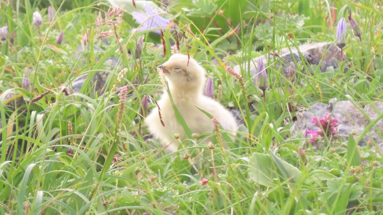 白変種八咫烏の雛　緑 強く生きるライチョウの雛 白変種(突然変異種)】非常に貴重な映像です