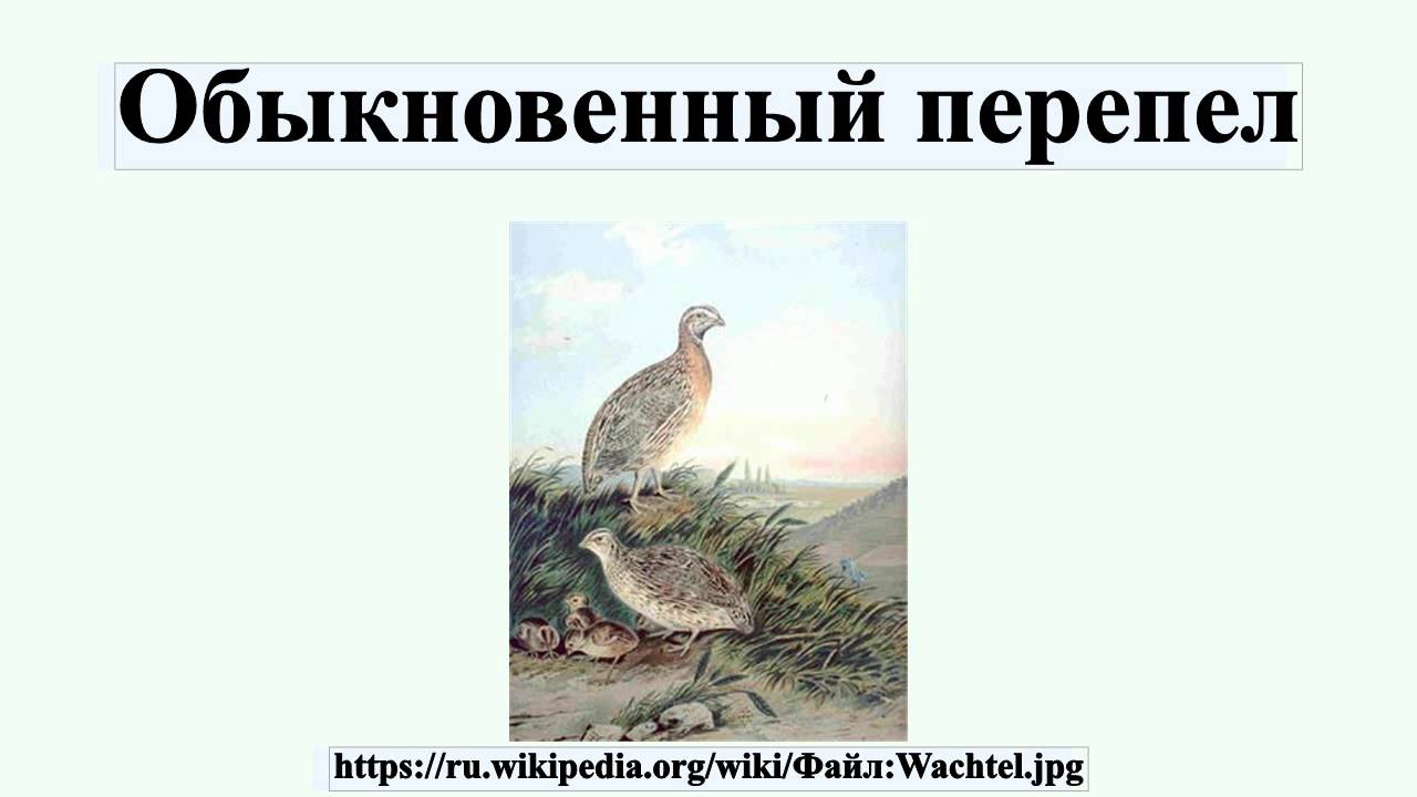 Обыкновенный перепел