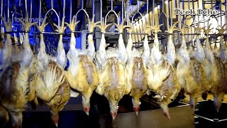 Máquinas Modernas Trabalhando Na Criação De Frangos. Processamento De Frango De Corte