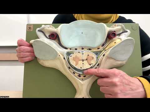 Spinal cord model