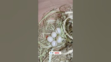 Java finches five eggs laying #shorts #shortvideo #beautiful #java#birds#nice
