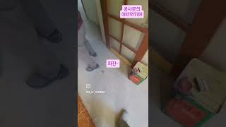 잔여물 제거해버렷!! #예올마루 #강마루철거 #마루철거 #마루철거잘하는곳