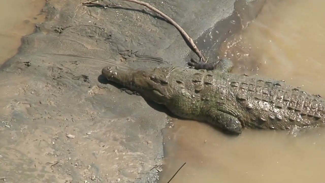 Here's why you should not feed wild animals!