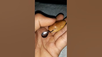 Câu cá lóc bằng Mồi Giả Nhái hơi frogtoon v1 thái lan xịn xò